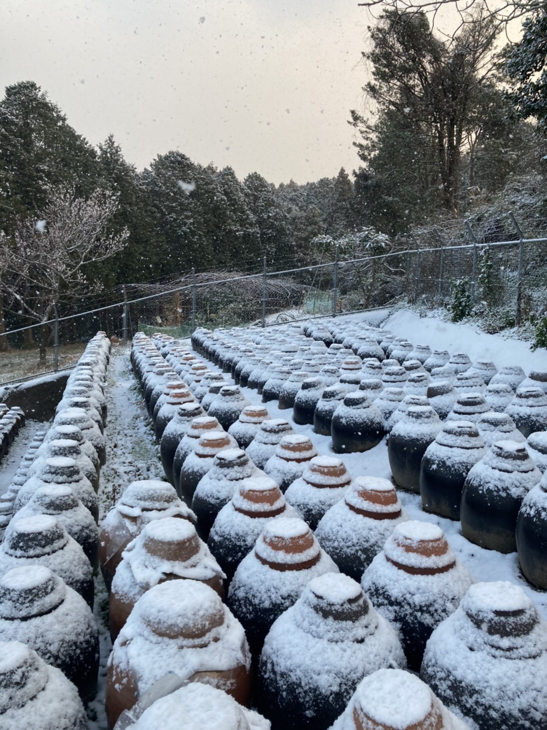 重久本舗（重久盛一酢醸造場）20210218 『黒酢畑も雪で真っ白』鹿児島県霧島市も数年に1回そこそこまとまった雪が降ります。雪だるまを作るほどは積もりませんが。