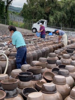 20210614『鹿児島黒酢・甕酢　甕洗い』２発酵食品である黒酢を鹿児島では露天に並べられた甕の中で造ります。健康、美容、糖尿病、高血圧、疲労回復、夏バテなどに良いです。