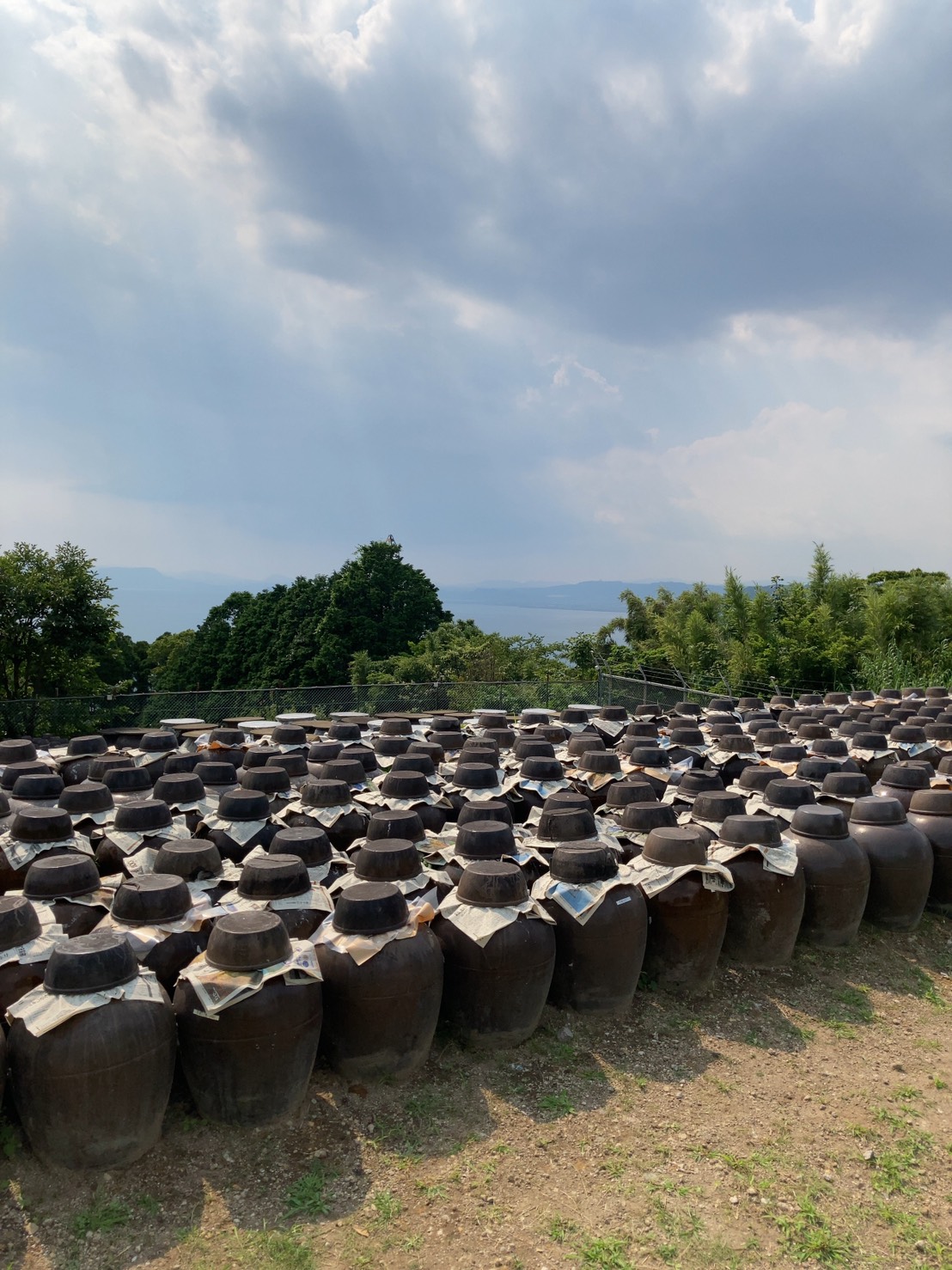 20210702鹿児島黒酢・甕酢風景『梅雨明けまでもう一息？の黒酢畑』黒酢風呂で疲労回復、紫外線で傷んだ髪を酢リンスで修復