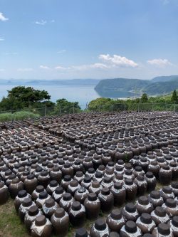 20210717『鹿児島黒酢・甕酢　朝の黒酢畑』