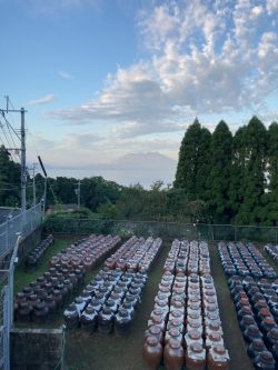 鹿児島黒酢畑風景『早朝の朝露残る甕畑』