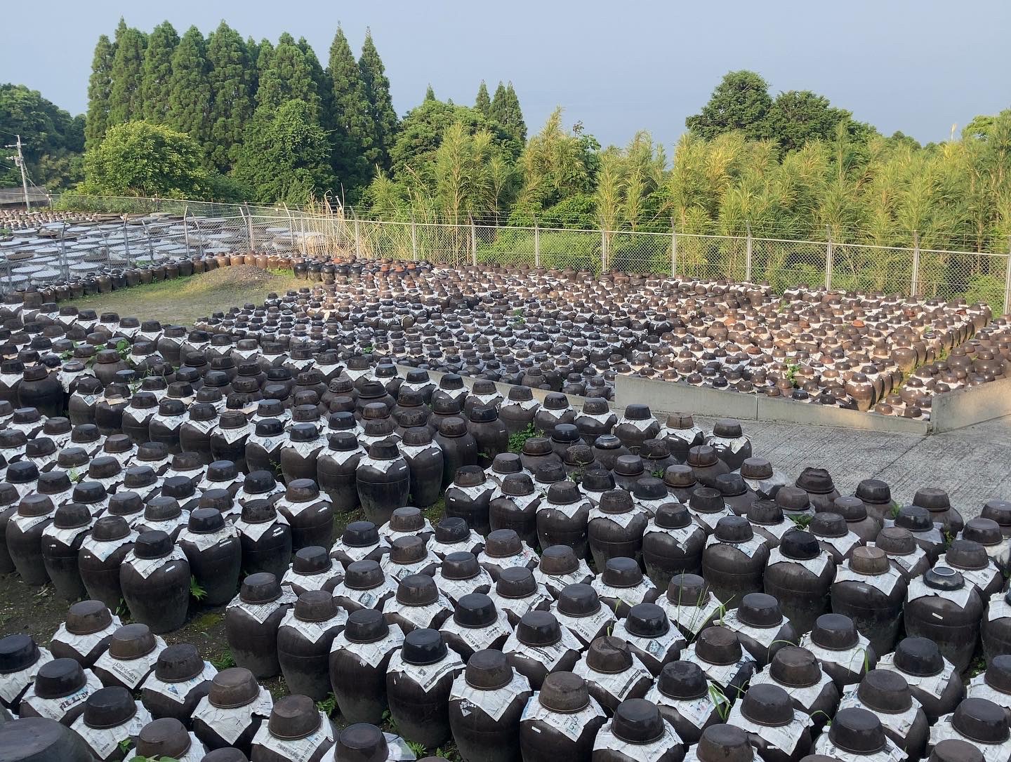 20220524鹿児島黒酢畑風景『早朝の爽やかな黒酢畑』黒酢　通販、自然発酵で造られている黒酢になります。重久本舗、重久盛一酢醸造場